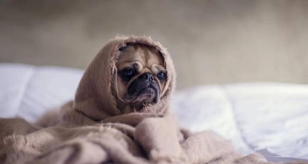 宠物狗狗内分泌失调的原因与治疗（了解内分泌失调）