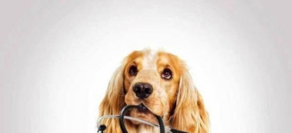 宠物狗狗内分泌失调的原因与治疗（了解内分泌失调）