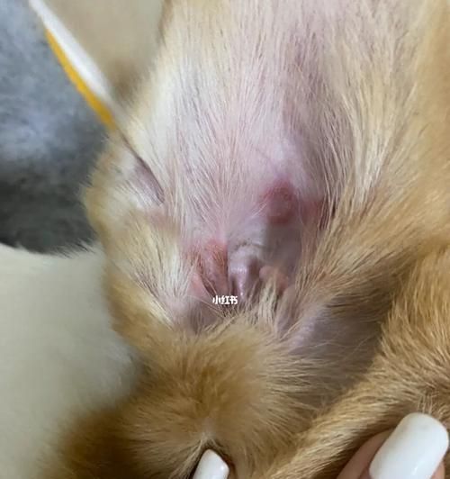 狗狗耳螨，如何治疗（宠物主人必知的耳螨预防和治疗方法）