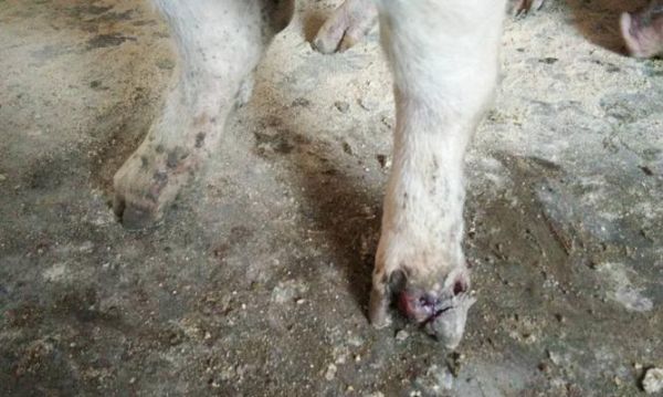 如何预防和治疗狗狗蹄疫（宠物主人必读）