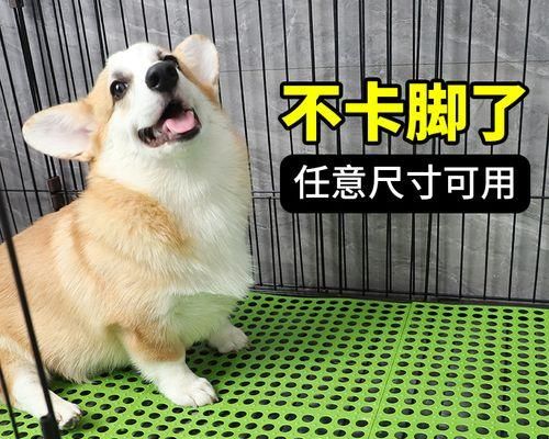 如何预防和治疗狗狗脚垫增厚干裂（宠物保健从脚垫开始）