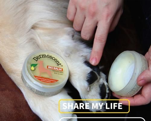 如何预防和治疗狗狗脚垫增厚干裂（宠物保健从脚垫开始）