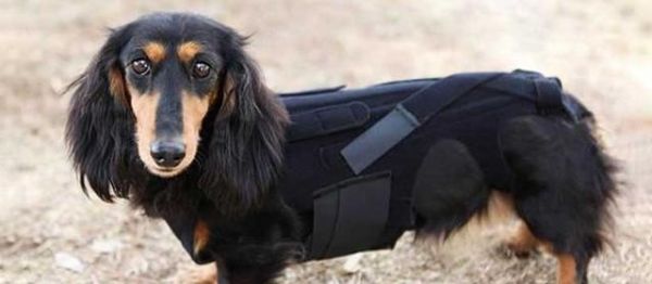 中药治疗狗狗脊椎病的有效方法（以宠物为主）