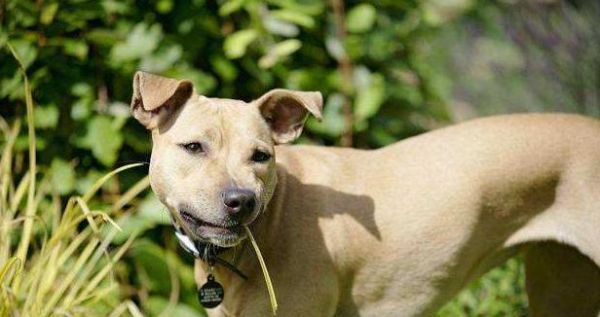 中药治疗狗狗脊椎病的有效方法（以宠物为主）