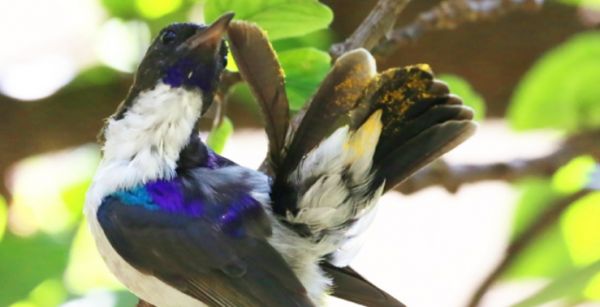 东紫背食蜜鸟介绍