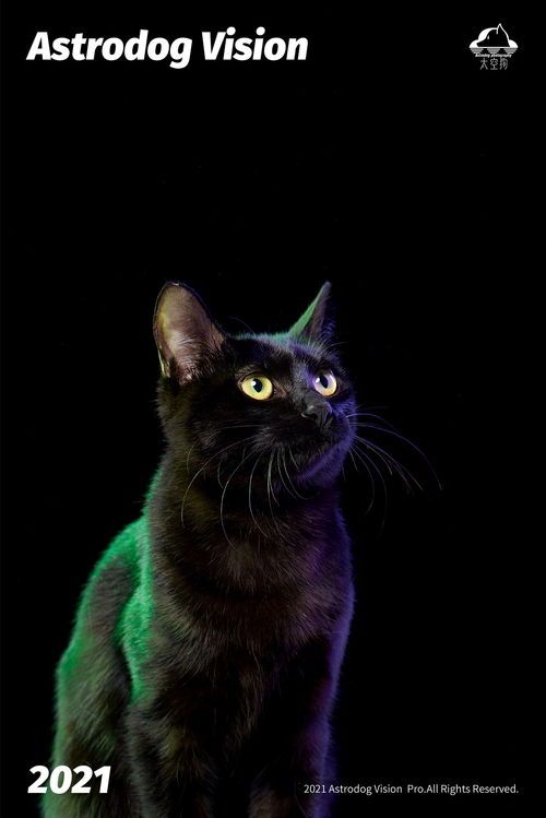 神秘黄眼黑猫，独特品种宠物