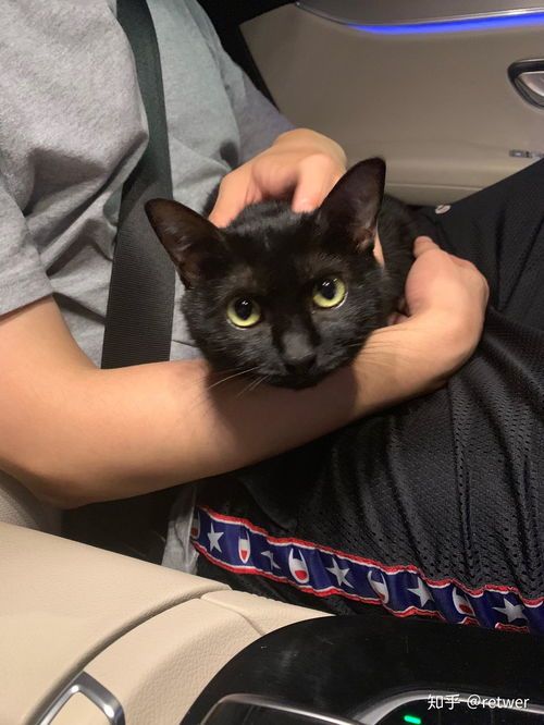 神秘黄眼黑猫，独特品种宠物