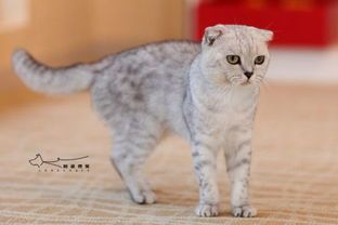 顶级猫咪品种，宠物界贵族代表。