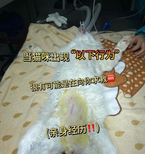 猫咪母鸡蹲的5大原因（原因解析、行为分析、习性揭秘）