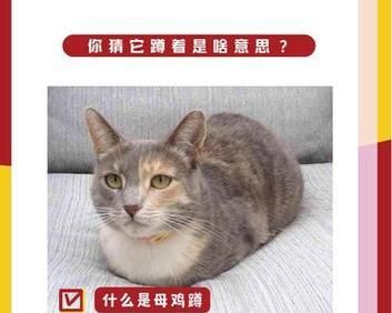 猫咪母鸡蹲的5大原因（原因解析、行为分析、习性揭秘）