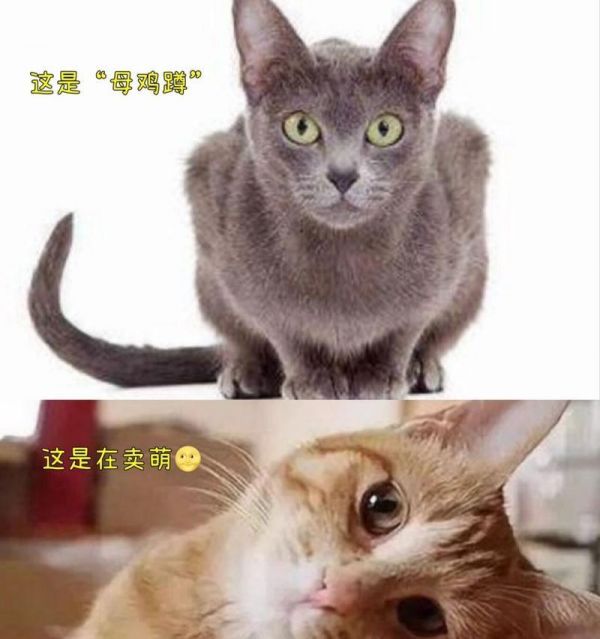 猫咪母鸡蹲的5大原因（原因解析、行为分析、习性揭秘）