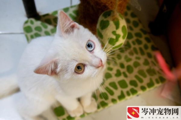 20天的小猫会自己吃东西吗