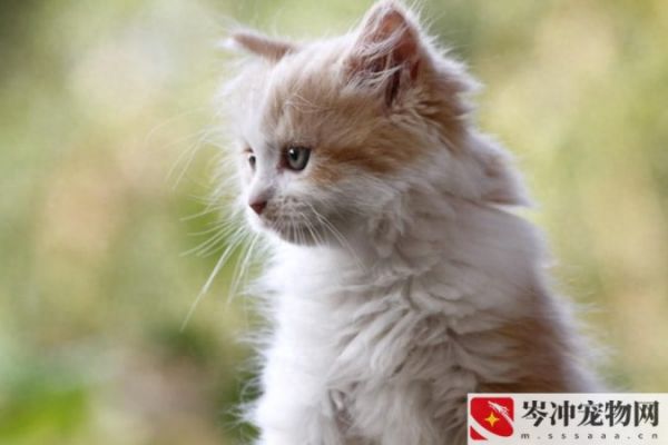 20天的小猫会自己吃东西吗