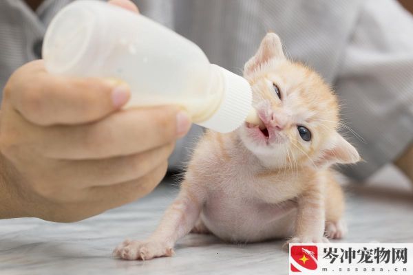 20天的小猫会自己吃东西吗