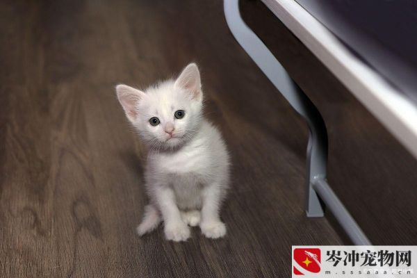 20天的小猫会自己吃东西吗