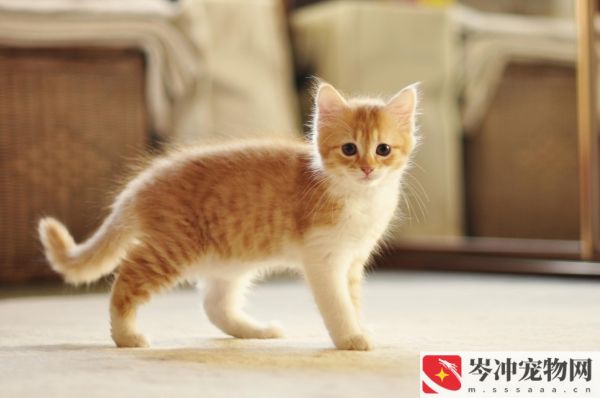 20天的小猫会自己吃东西吗