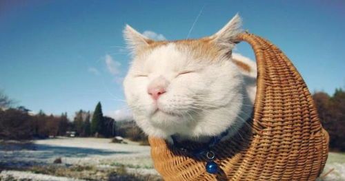 每天喂猫咪多少鸡脯肉合适？营养均衡是关键。