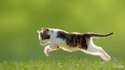 每天喂猫咪多少鸡脯肉合适？营养均衡是关键。