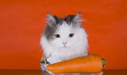 猫咪不吃猫粮可食：营养辅食、新鲜肉类