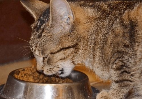 猫咪不吃猫粮可食：营养辅食、新鲜肉类