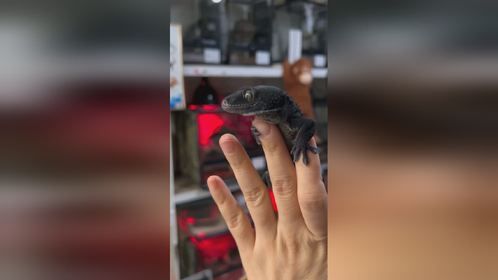 韩国人繁育的纯黑色#大守宫 #大壁虎 #蛤蚧 。#爬宠#异宠