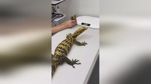 #爬宠 #异宠 #爬宠日常 #蜥蜴 #金头泽巨蜥