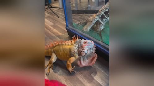 早起，给叔叔姨姨们打个招呼！#爬宠 #异宠 #巨蜥 #鬣蜥