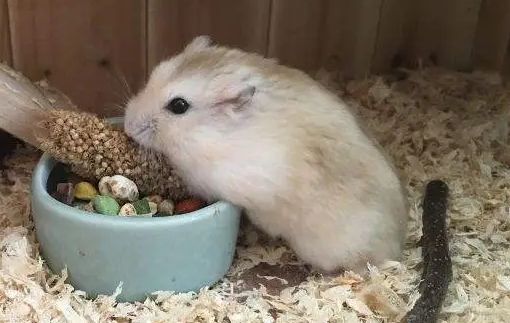 萌宠小知识:仓鼠耳朵竖起来代表什么?