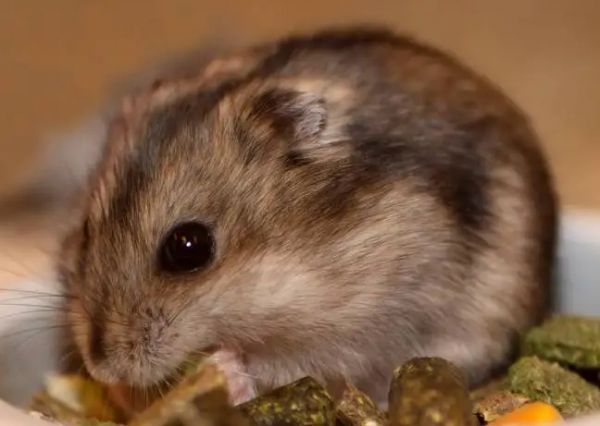 萌宠小知识:仓鼠耳朵竖起来代表什么?