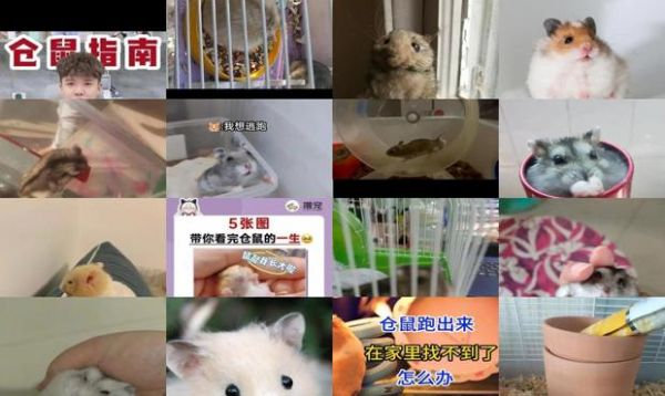 仓鼠跑了会自己回来吗