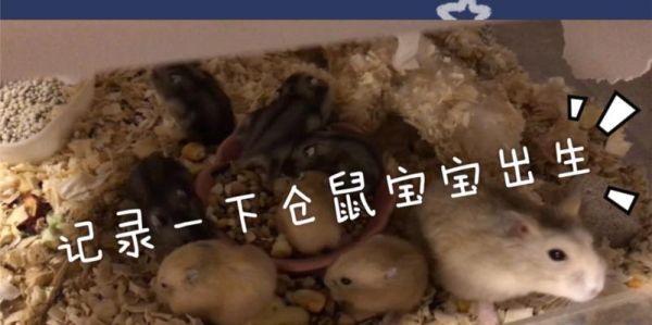 大仓鼠的饲养方法（如何成为一个负责任的大仓鼠主人）