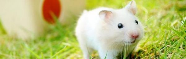 大仓鼠的饲养方法（如何成为一个负责任的大仓鼠主人）