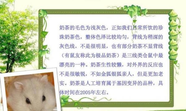 大仓鼠的饲养方法（如何成为一个负责任的大仓鼠主人）