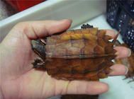 乌龟进入冬眠阶段，要注意些什么？