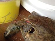 一例四眼斑龟的调理开食案例