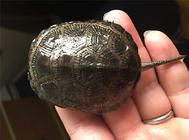 说一说水龟特殊的生活习性