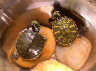 宠物龟的两点特殊习性