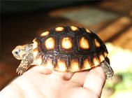 秋季养龟要注意的四个问题