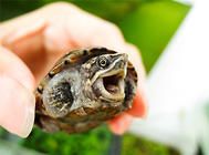 养好宠物龟的关键因素