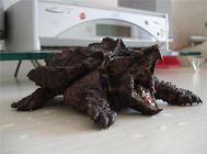 龟的基本常识之龟的生活习性