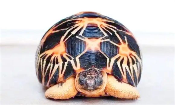 辐射陆龟怎么养？辐射陆龟生活习性和饲养环境要求