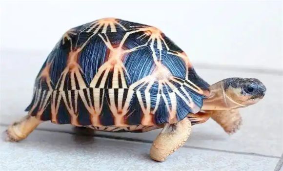 辐射陆龟怎么养？辐射陆龟生活习性和饲养环境要求