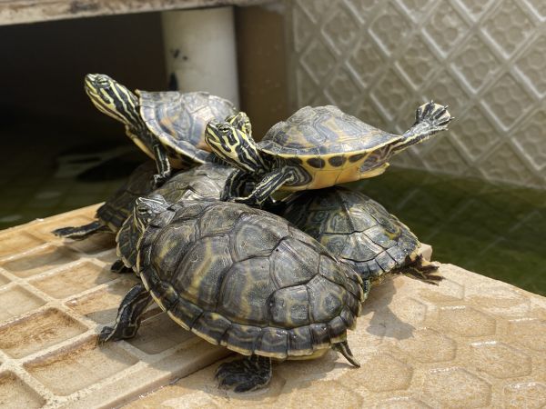 火焰龟日常呆萌观赏