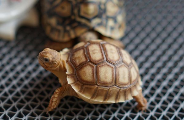 小霜爬宠社:可爱呆萌的龟龟带回家后,我们应该喂它吃什么