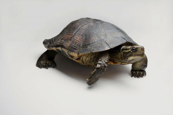 萌宠小百科黄喉拟水龟龟圈儿界的治愈系小天使非它莫属