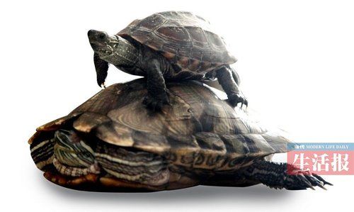 "萌宠"小乌龟会转圈跳舞双腿站立