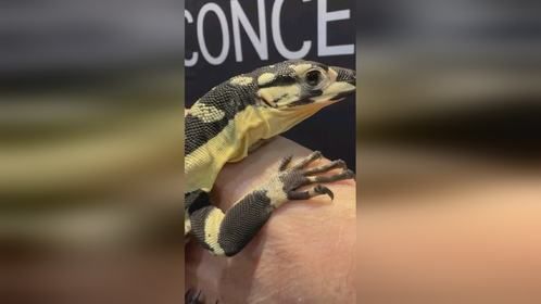 正在进行的加州洛杉矶#爬宠展 。#爬宠 #异宠 #亚宠展