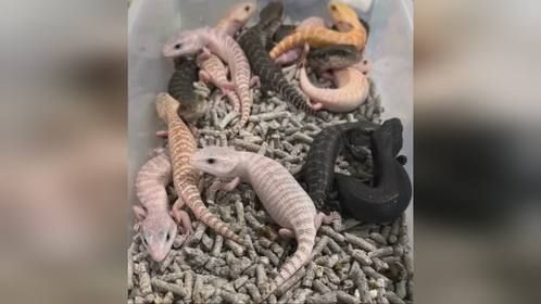 不知道这一窝巴#蓝舌石龙子 ，能不能换一个W，#爬宠 #异宠