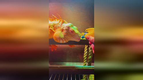 外表凶恶，内心温柔的素食主义者#爬宠 #异宠 #巨蜥 #鬣蜥