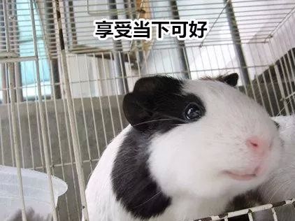 这只荷兰猪这么任性，主人都管不了